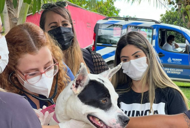 Vacina V10 começa a ser disponibilizada em Salvador