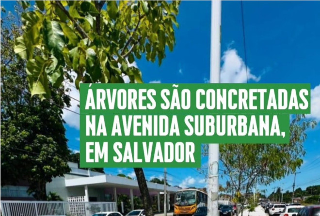 Ouvidor da Câmara denuncia concretagem de árvores na Avenida Suburbana