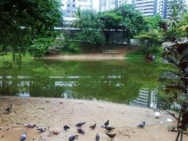  Ação resgata 36 aves ameaçadas pela seca da Lagoa dos Patos